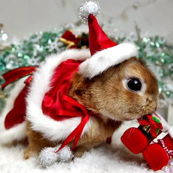 Во сколько обойдётся беларускому кролику весело провести и отметить Новый год 2011?